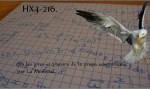 PAS MYOPE POUR AUTANT.jpg